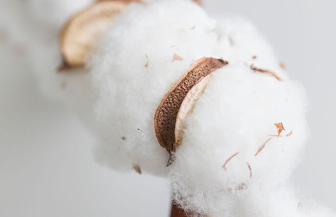 Close up of cotton bolls